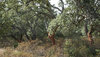 Cork oak forest