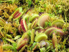 venus flytrap 2
