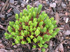 exotic shaped plant