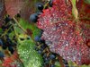 Grape Leafs