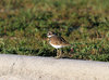 Killdeer