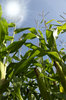 Sun ripened crops
