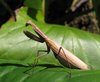 praying mantis