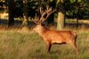 Stag - HDR