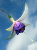 Fuschia