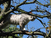 cat on tree