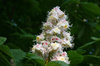 Horse chestnut flowers