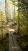 Colorado Aspen