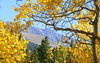 Colorado Aspen