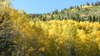 Colorado Aspen