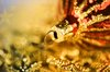 Golden Christmas