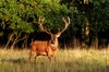 Stag - HDR