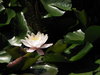 Water lily