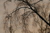 Autumn tree