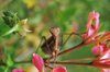 Praying mantis