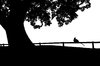 Black and White tree and pheas