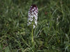 Burnt-tip orchid