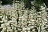 White lilies
