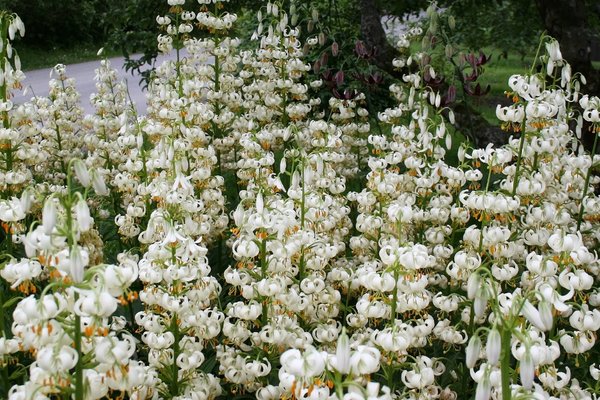 Free Stock Photos Rgbstock Images White Lilies White Lilies In A Garden Southern Norway