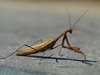 Insect