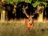 Stag - HDR