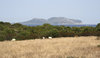 Sardinian landscape with goats