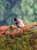 Red-vented Bulbul