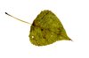leaf