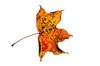 leaf