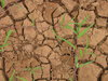 Cracked Earth
