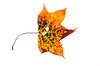 leaf