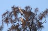 White Bellied Sea Eagle