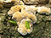 Fungus and Co