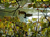 Reflections of Autumn
