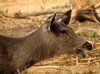 Deer