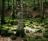 La Fageda