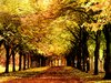 Fall forest