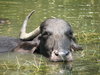 Water Buffalo