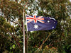 Aussie icons - gum trees & fla