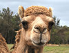 camel time