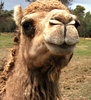 camel time