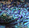 colourful shell