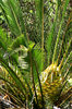 zamia