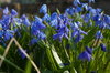 First spring flowers