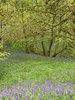 Bluebells