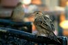 Bird in Egipt