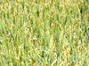 wheat field