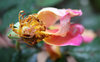 winter rose remains