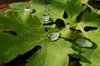 after rain