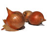 onions